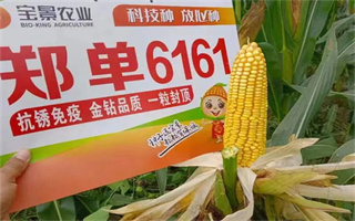 株型通透,一枝獨秀!鄭單6161值得關注!