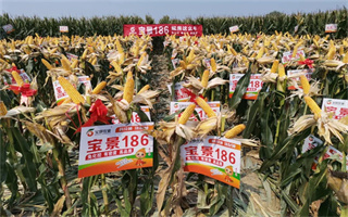 2023年度寶景186蘇皖推廣研討會隆重召開!