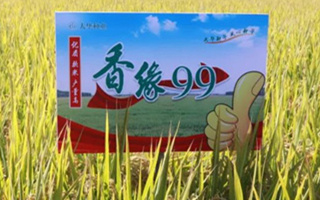 “稻”喜!“香緣99”水稻新品種品鑒會隆重召開!