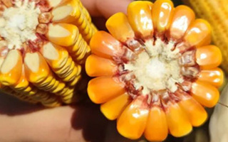 畝產1714斤!農華221虞城縣深秋霸氣迎豐收!