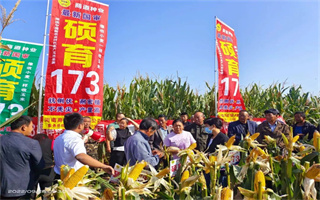 廣適性好、抗災能力強,這個玉米品種亮點突出!
