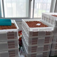 供應土豪猴頭核桃