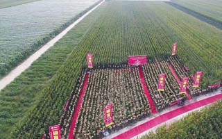 災年不減產，豐年更高產，國審玉米碩育173就是這么牛！