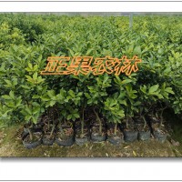 供應一級融安脆蜜金桔（脆蜜金柑）營養杯苗--融安正果農林