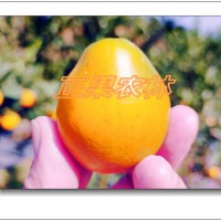 一級脆蜜金柑苗原產地融安苗圃發貨全國保濕包郵-融安正果農林