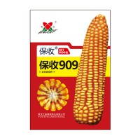 保收909玉米種子