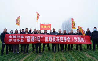 數九寒天經考驗,福穗3號不平凡