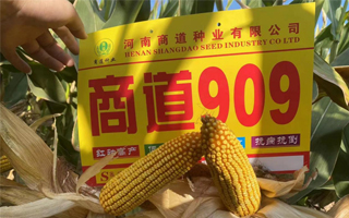 必破1000萬畝！商道909“預見”新未來