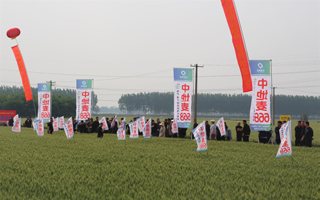 中地種業小麥新品種中地麥668發布會隆重召開