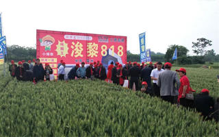 抗倒一枝花,產量頂呱呱!浚黎818小麥新品種千人觀摩大會圓滿閉幕