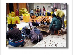 油桐種子人工挑選--融安正果農林 (0?)