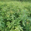 木荷樹苗05