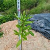 木荷樹苗04