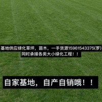 四季青草坪，黑麥草混播草坪，百慕大草坪，馬尼拉 農戶供應