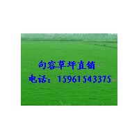 農戶草坪百慕大與黑麥草混播草坪，天堂草15961543375