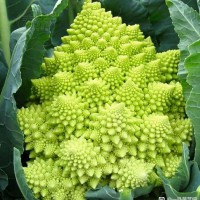 寶塔花菜種子