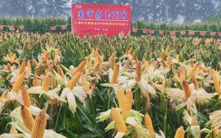 祝賀國審玉米“存玉738”太康縣百畝方畝產突破噸糧