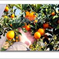 正宗脆蜜金桔（脆蜜金柑）苗融安正規苗圃直發-融安正果農林