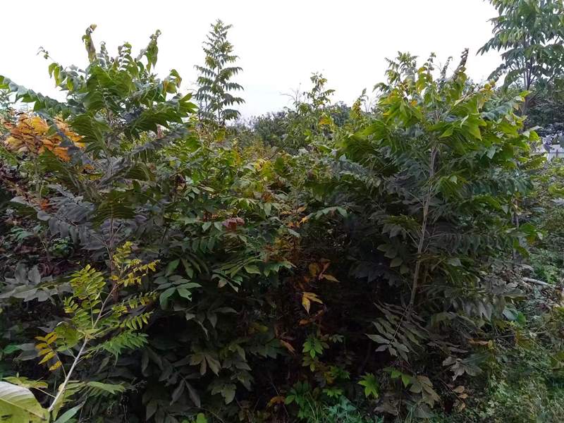 01-美國山核桃嫁接苗-