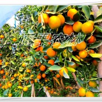 融安脆蜜金桔苗基地專業供應杯苗地苗-融安正果農林