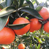 50cm高世紀紅柑橘苗如栽植 世紀紅柑橘栽培管理技術