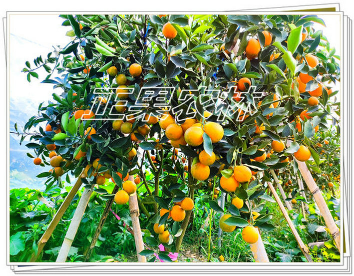 脆蜜金桔  (17)