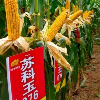 蘇科玉076