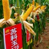 簡介: