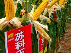蘇科玉076 (2255播放)