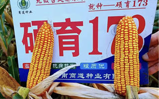基因編輯分子改良版:九金糧碩育173 隆重上市