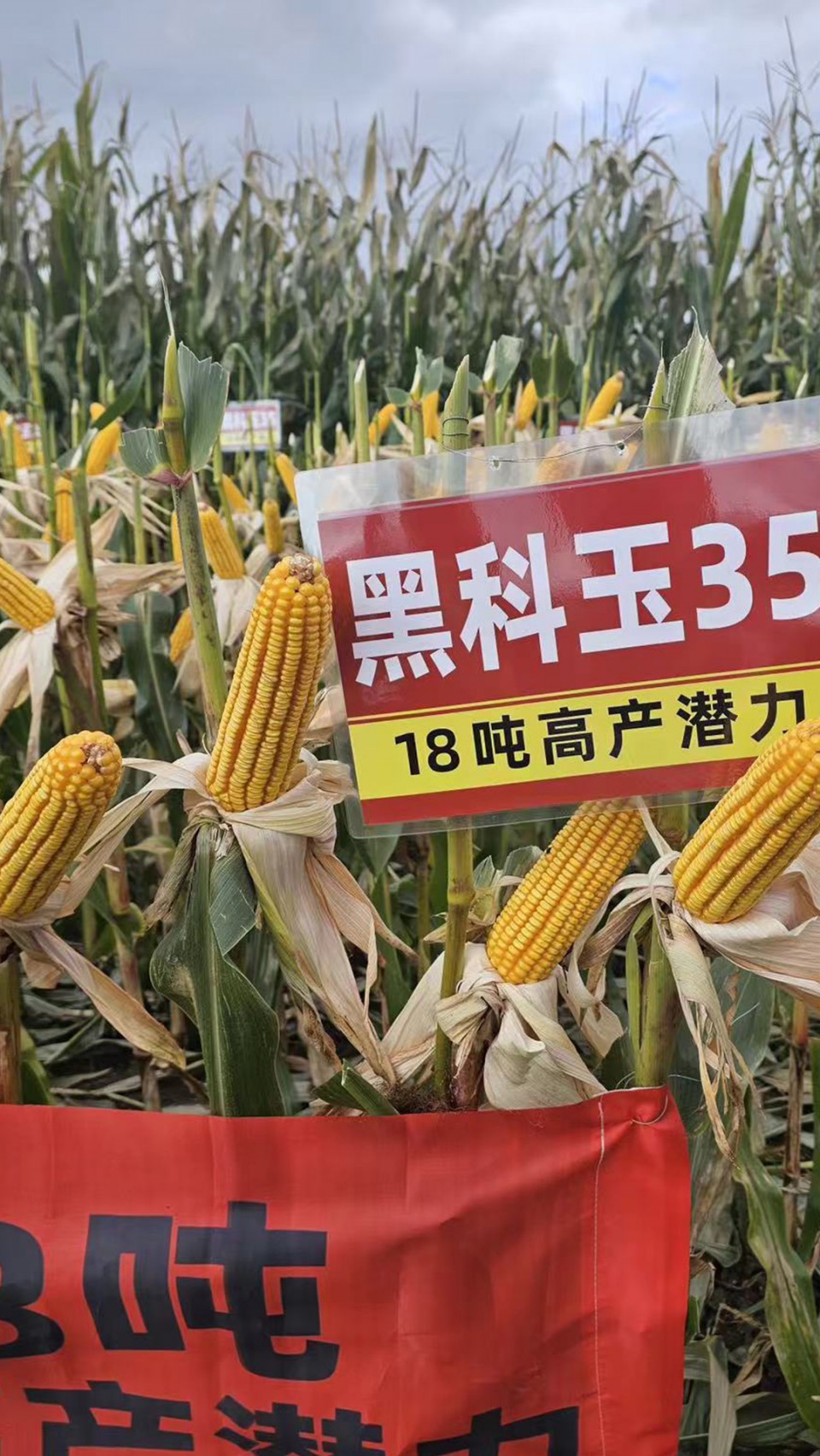 未標題-4