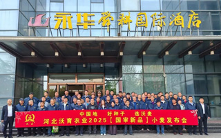 河北沃育2025小麥新品種發布會成功舉辦