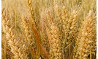 河南省2025年審定小麥、玉米、水稻、大豆、棉花品種