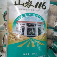 國審山農116優質強筋小麥種