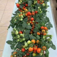 番茄紅波妞《進口盆栽品種》