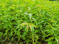 福建山櫻花袋苗(山櫻花袋苗,山櫻花無紡布杯苗) (5?)