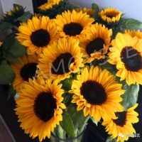 向日葵-夏日<進口切花品種>