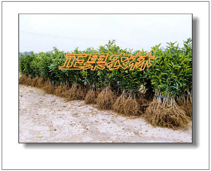 滑皮金桔  (5)