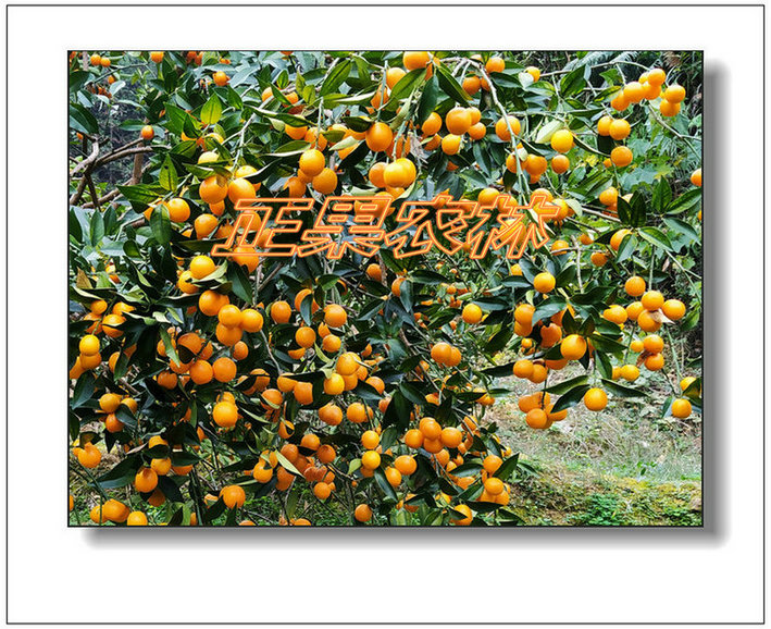 滑皮金桔  (11)