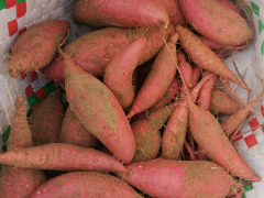 小紅薯撐起10億元級大產業